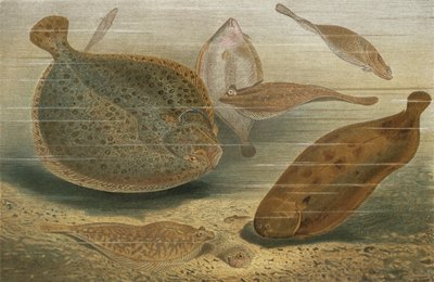 Poissons plats - European School